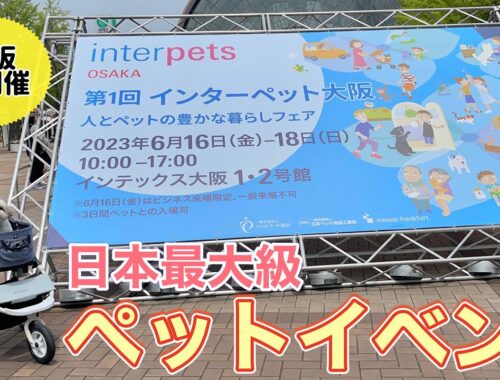 【インターペット大阪2023】シーズー犬と日本最大級のペットイベントに行ってきました！/ Japan's biggest pet event with Shih Tzu.