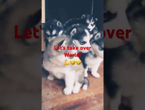 Puppies take over World 💪🤣🤣