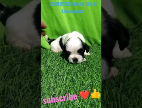 Lhasa apso puppies available ll 20 days Lhasa apso puppy #abhaypetslover #viral #tranding #shorts