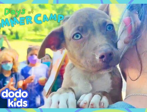 Puppies Choose Their Own Names At Sleepaway Camp | Dodo Kids | Dog Days Of Summer Camp | Episode 2