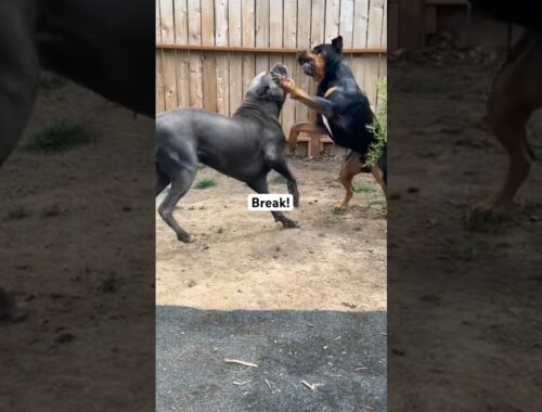 Cane Corso and Rottweiler 🤪 #dogsofyoutube #dogs #dogshorts #youtubeshorts #trendingshorts #funny