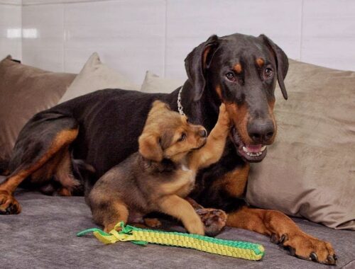 Tiny Street Puppy Falls in Love with our 100 Pounds Dobermam