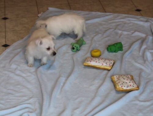West Highland Terrier Puppies For Sale