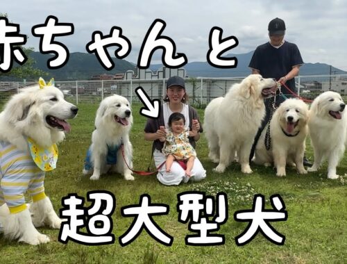 【幸せ♪】初めてたくさんの超大型犬に囲まれた赤ちゃんが可愛すぎたw｜グレートピレニーズ