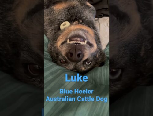 Australian Cattle Dog Smiling - Happy Blue Heeler - Beautiful Boy #heeler #dog #trending #pet