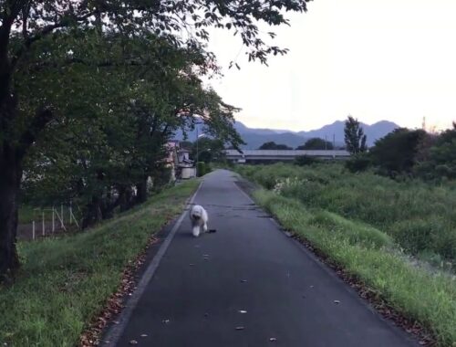 ｵｰﾙﾄﾞｲﾝｸﾞﾘｯｼｭｼｰﾌﾟﾄﾞｯｸﾞﾚｲﾗ晩夏のお散歩（H30.09.02）