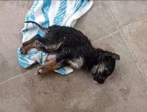 Orphaned Puppy Lying On The Side Of The Road Shivering After The Cold Rain...