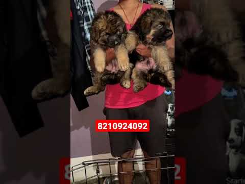 Long Coat German Shepherd Puppies Available #shorts #youtubeshorts #viral