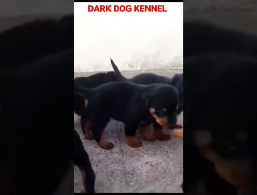 ♥️cute puppies playing♥️#cutepuppy#rottweile#cute#shortsvideo#shorts#youtubeshorts#viral#doglovers