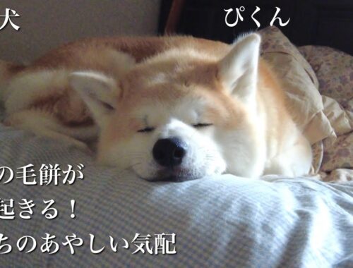 秋田犬ともぐら家族　はる、眠りの毛餅が飛び起きる。心待ちの不審な物音