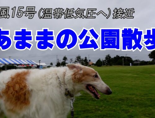 ボルゾイ  あまま(雨間)の公園 散歩　大型犬 遊佐