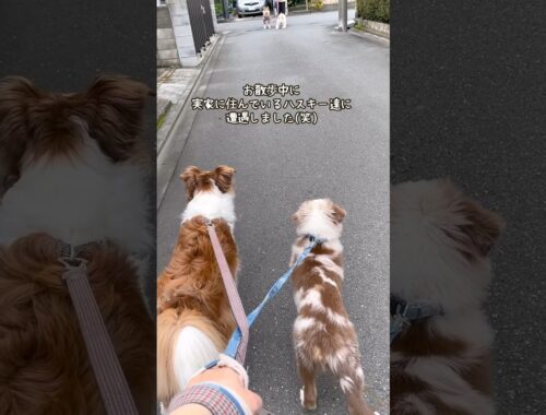大きい犬達が散歩中に偶然仲良しの犬に遭遇した時の戯れが可愛すぎるｗ #shorts