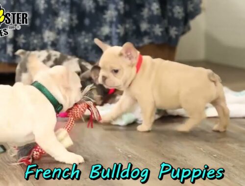 Cuddly French Bulldog Puppies