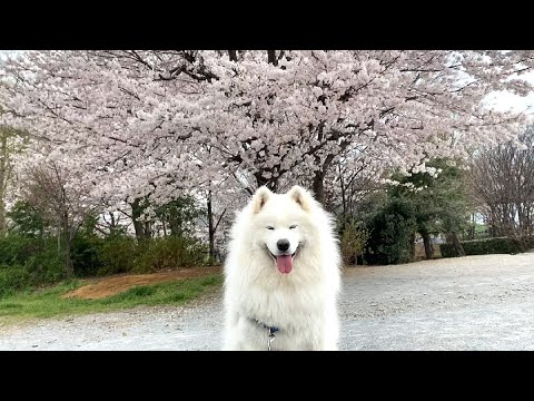 【サモエド犬】桜満開🌸
