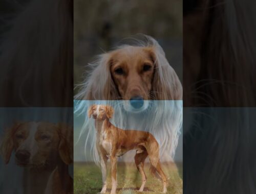 I never knew these dogs' origin  is Africa!!🙈😳😲 part 1#shorts, #dog breeds, #Saluki