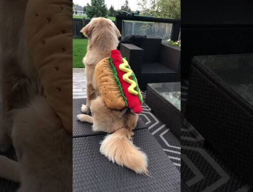 Puppy Grows Up In His Favourite Spot #goldenretrievers #shortscreator