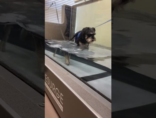 Theodore’s first time in the #underwatertreadmill after TPLO surgery #caninerehab