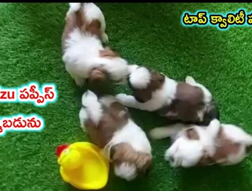 top quality Shihtzu Puppies for sale in telugu/ 6309 509 652 /aj pets