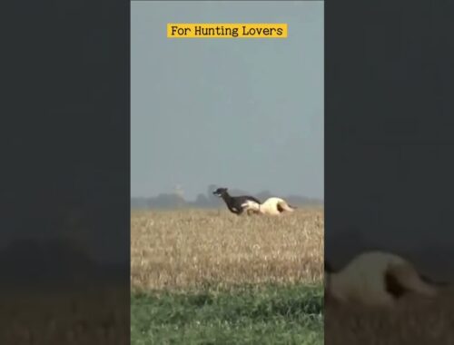Peep peep 😄😅 Greyhounds Chasing Ostrich السلوقي تطارد النعامة  Los galgos persiguen a los avestruz