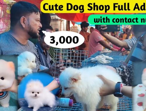 Cute Dog Shop Full Address With Contact Number | Cheapest price dog Market | Pomeranian dog price