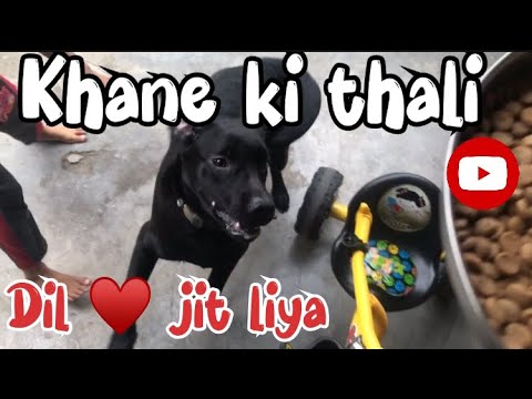 Lebrador puppy fight for thali | cute puppy funny | street dog puppy | animals video #doglover #dog