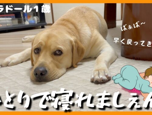 【ラブラドールレトリーバー】大型犬１歳　さみしくてひとりで寝れません