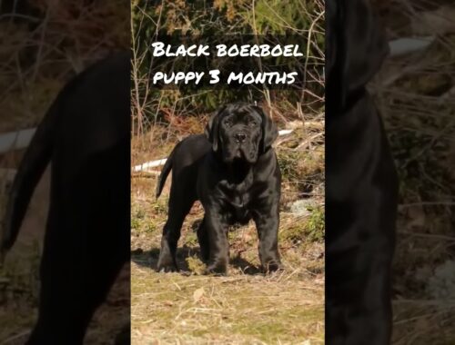 Stunning black boerboel puppy 3 months