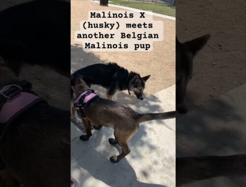 Belgian Malinois Husky mix meets Malinois for the first time #belusky #belgianmalinois #husky #short