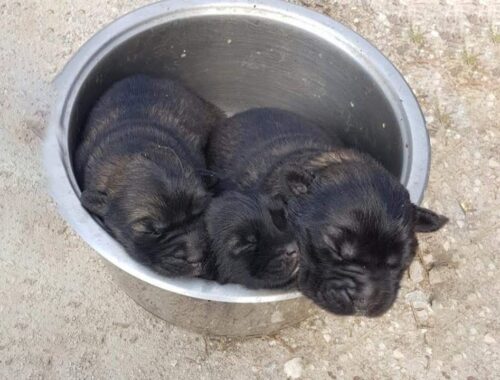 Heartless people dumped 3 newborn puppies in a pot without mom! They are desperate waiting for help!