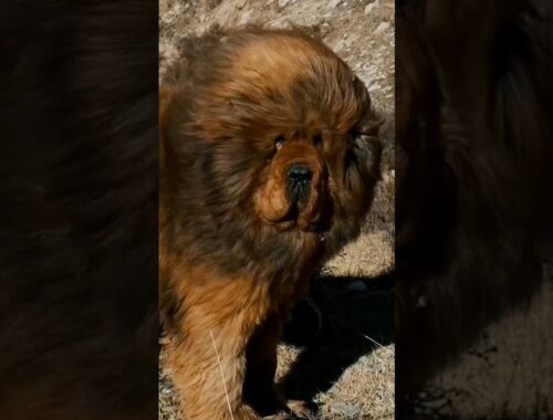 Brown Bigger Mastiff Dog! s #viral #mastiffdog #shorts