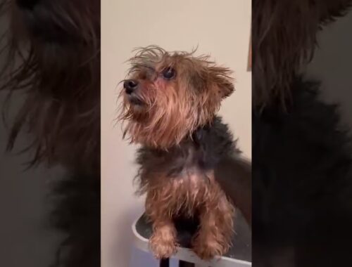 Yorkie grooming has never been CUTER! Her face at the end is PRICELESS!!