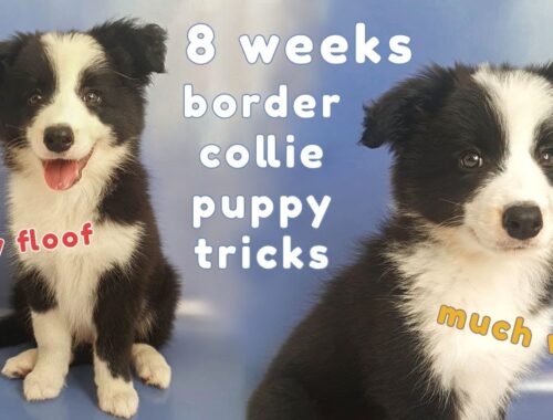 8 weeks Border Collie Puppy Tricks