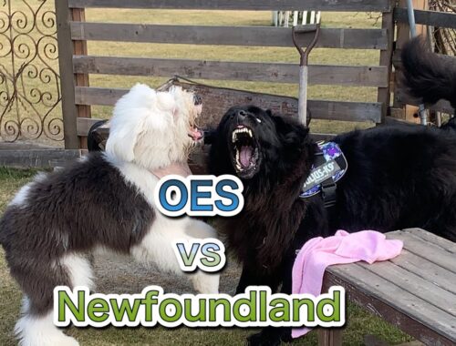 【筑西市　ドッグラン】バンクフィールドプラスドック　ニューファンドランド　ポメラニアン　Newfoundland  OES