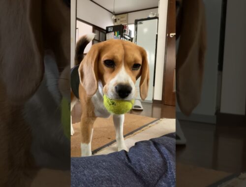ボールで遊んで欲しいビーグル犬 #beagle #dog