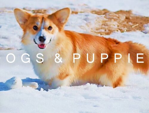 DOGS & PUPPIES in 4K | 2 Hours | Corgi Husky Retriever Shepherd Pomeranian Bulldog Snow Cute