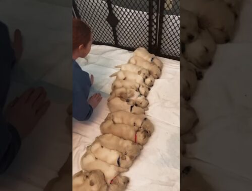 cute golden retriever puppies sleeping #shorts #viralvideo  #puppy