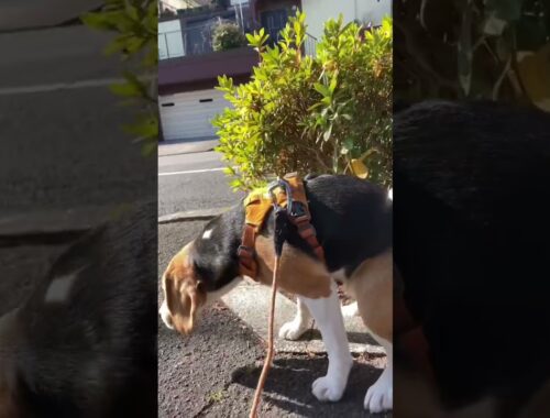 ビーグル犬のモーニングルーティーン公開#beagle #いぬ #ビーグル