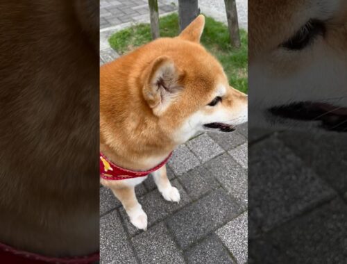 ナンパ待ちな柴犬ミク🐕✨ #柴犬ミク #保護犬 #柴犬 #shibainu #柴犬動画
