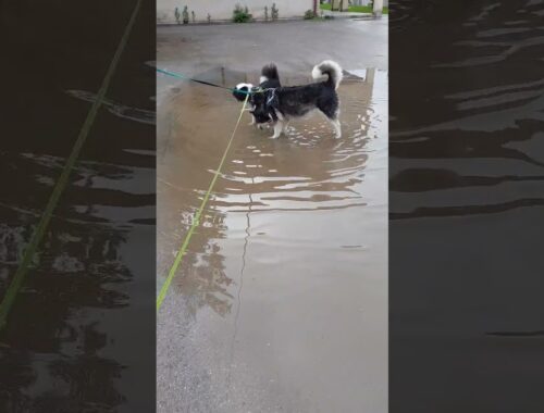 Australian Shepherd puppy and Alaskan Malamute playing in a big puddle