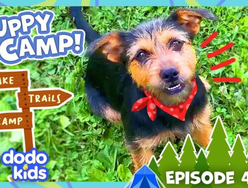 Sleepaway Camp Surprises Kids With Puppies?! | Dodo Kids | Dog Days Of Summer Camp | Episode 4