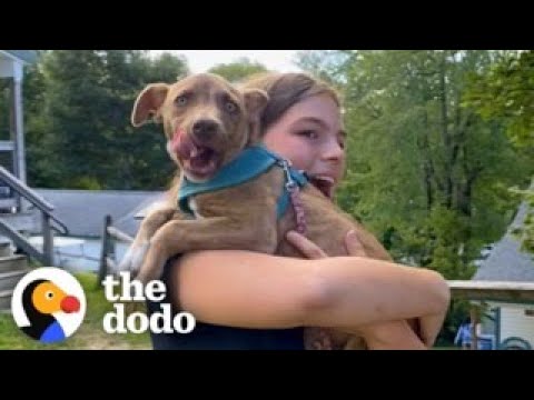 Summer Campers Find Out They're Going Home With Rescue Puppies | The Dodo