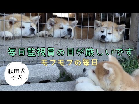 【秋田犬】子犬を取り締まる監視員をしているオウコウ、ノノ、シユ、コトラです！#秋田犬#秋田犬子犬#日本犬