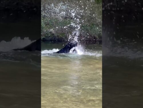 超楽しい川遊び グレートデン 泳ぎます！ 超大型犬 多頭飼育 グレートデーン クィーンちゃん ニューファンドランド ボス君 渡辺ボス 大型犬