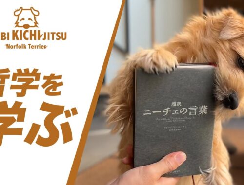 ニーチェから哲学を学ぶ愛犬キチ【ノーフォークテリア  犬 dog  】