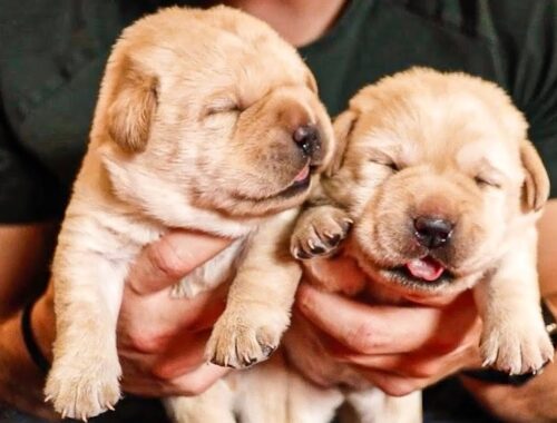 Chonky Labrador Puppies Have Opened Their Eyes!!