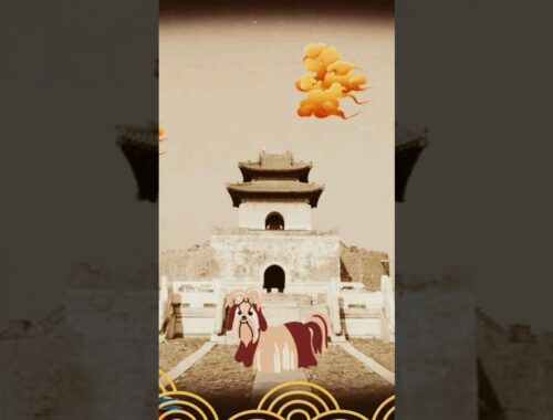 Pequinês + Lhasa Apso = Shih Tzu | Tudo Sobre Shih Tzu 🐾🐶 #shihtzu