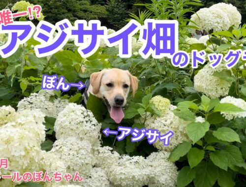 【ラブラドール#105】日本唯一⁉︎アジサイ畑のドッグラン★ラブラドールレトリバー　labrador retriever 大型犬  紫陽花 かざはやの里
