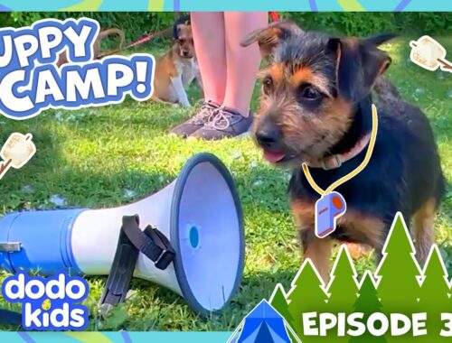 Which Puppy's Team Wins EPIC Camp-Wide Showdown? | Dodo Kids | Dog Days Of Summer Camp | Episode 3