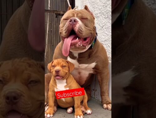 Giant Massive Huge Pitbull Dog With Cute Puppy #pitbull #puppyvideos #pitbulldog #dog #doglover