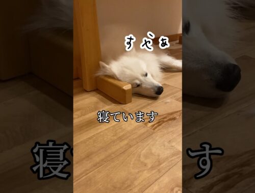 犬が寝てる間にこっそりお菓子を食べようとしたら　#日本スピッツ #dog #shorts
